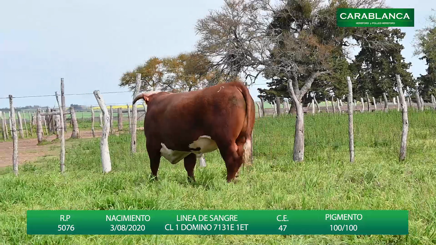 Lote Carablanca