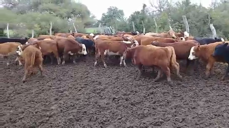 Lote 115 Terneros/as en Entre Ríos, Federal