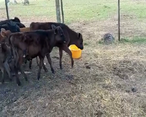 Lote (Vendido)30 Terneros holando,  jersey,  kiwi a remate en 1º Remate Virtual 90kg -  en Colonia Italia