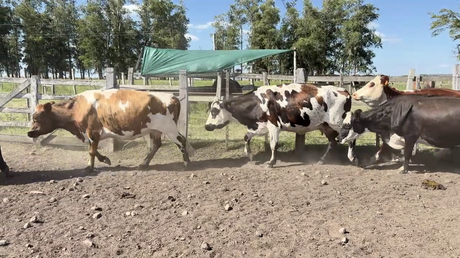 Lote VACAS ENTORADAS