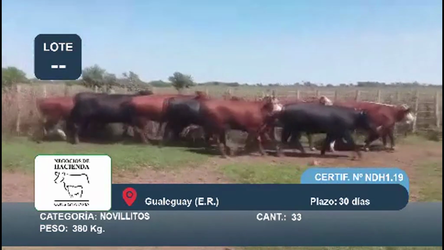 Lote 33 Novillitos en Entre Ríos, Gualeguay