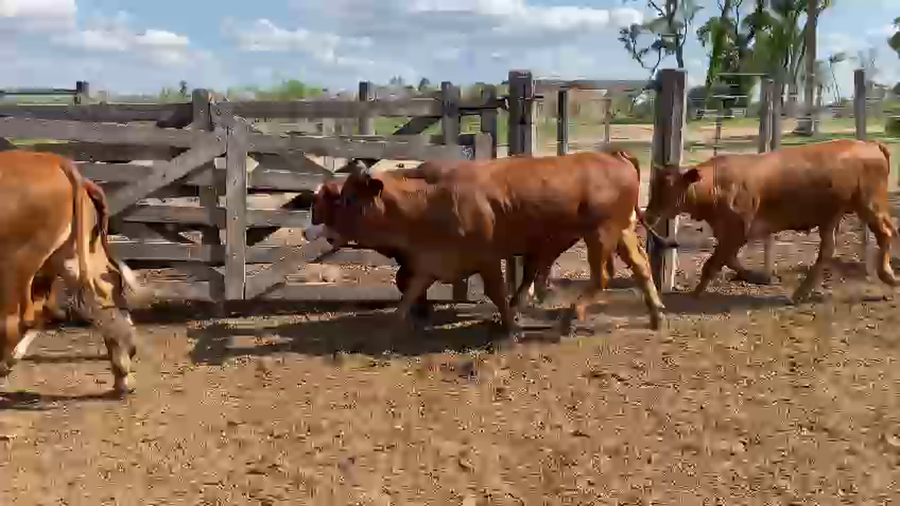 Lote 65 Novillos en Palo Santo, Formosa