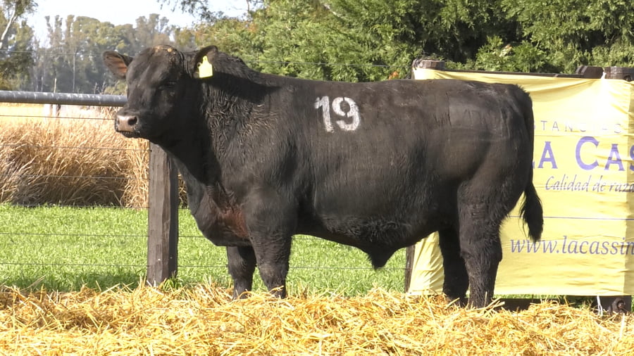 Lote TOROS ANGUS PURO CONTROLADO