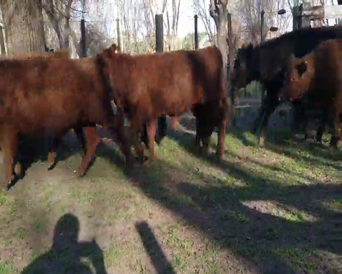 Lote 47 Terneros en Gral. Lamadrid, Buenos Aires