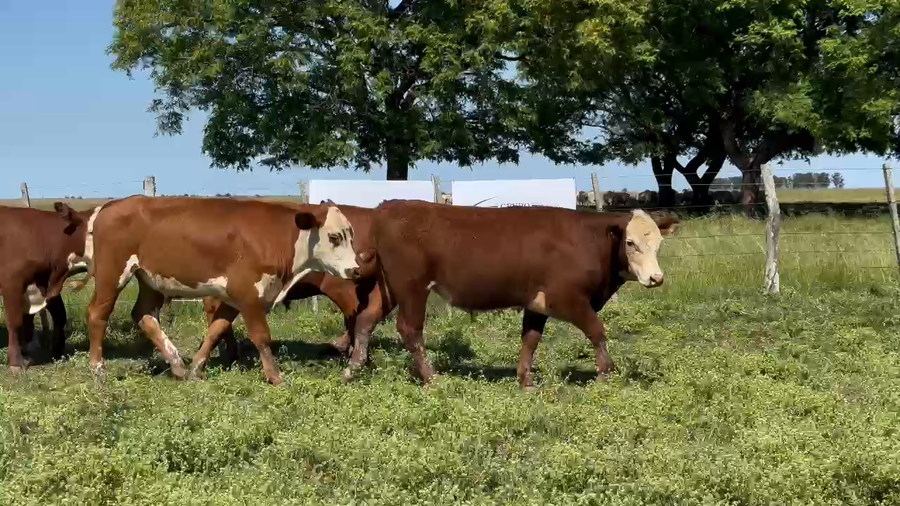Lote 70 Novillos