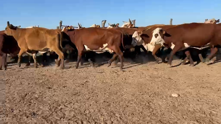 Lote 25 Vacas CUT preñadas en Corrientes, Col. C. Pellegrini