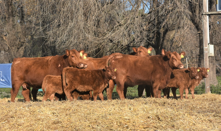 Lote "Cabaña ""La Marianita"" Vacas 1ra paricion otoño mas con servicio"