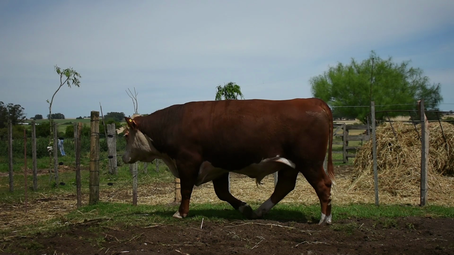 Lote "Los Piquillines" ,RP 263