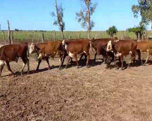 Lote 130 Terneros en Esquina, Corrientes