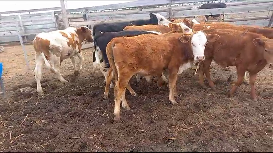 Lote 10 Terneros/as Cruza en Pueblo Marini, Santa Fe