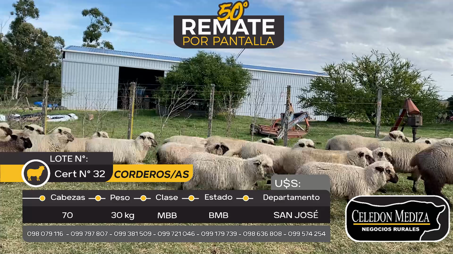 Lote 70 Corderos/as en San José , San José