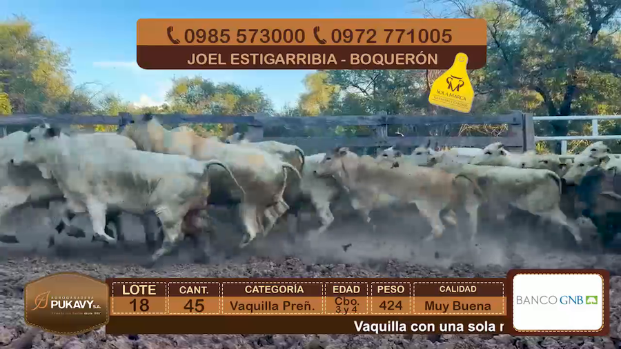 Lote Vaquillas Preñadas