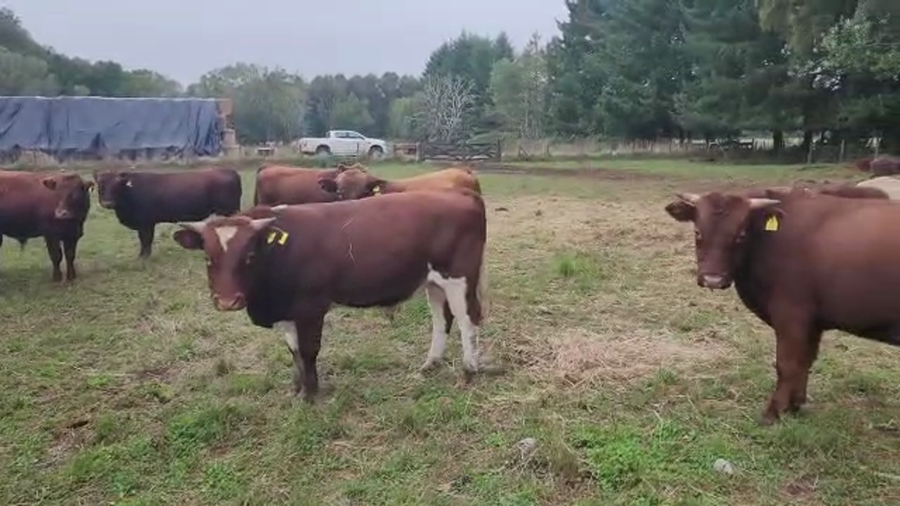 Lote 19 Torete en Los Lagos, XIV Región Los Ríos