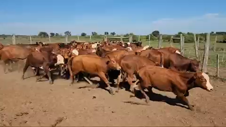 Lote 70 Terneros en Saladas, Corrientes
