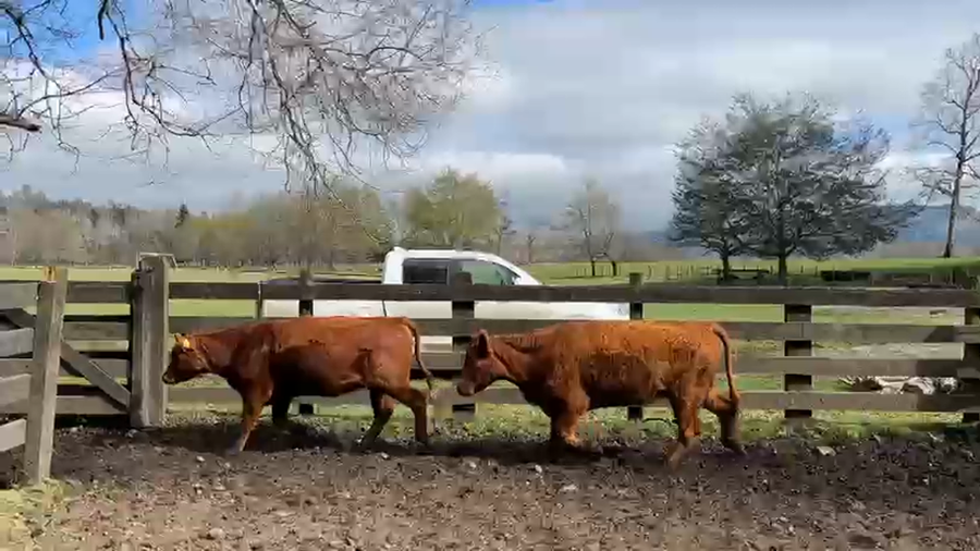 Lote 30 Vaquilla Engorda en Cunco, IX Región Araucanía