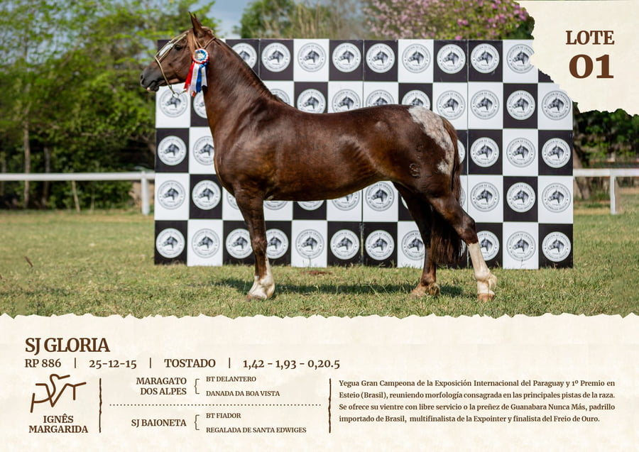 Lote SJ GLORIA