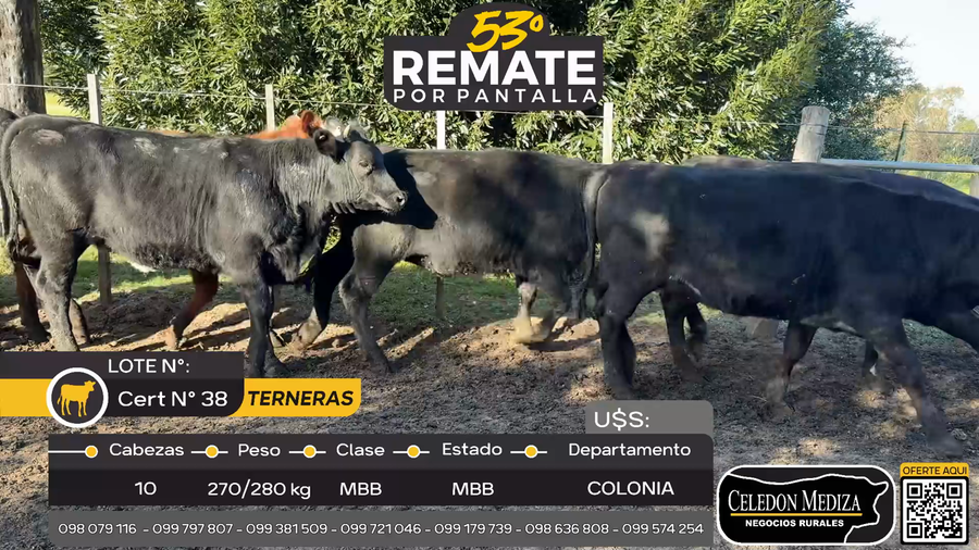 Lote 10 Terneras en Tarariras, Colonia