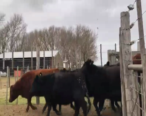 Lote 36 Vaquillonas C/ gtia de preñez en Navarro, Buenos Aires