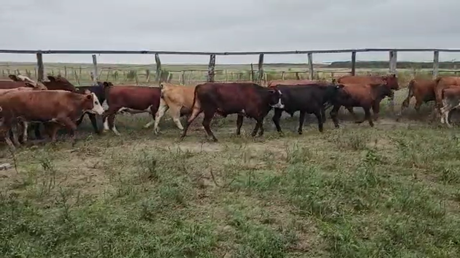 Lote 86 Novillitos en Virasoro, Corrientes