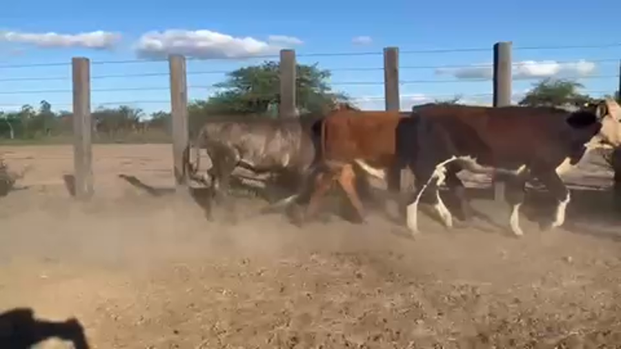 Lote 140 Novillitos en Mercedes, Corrientes
