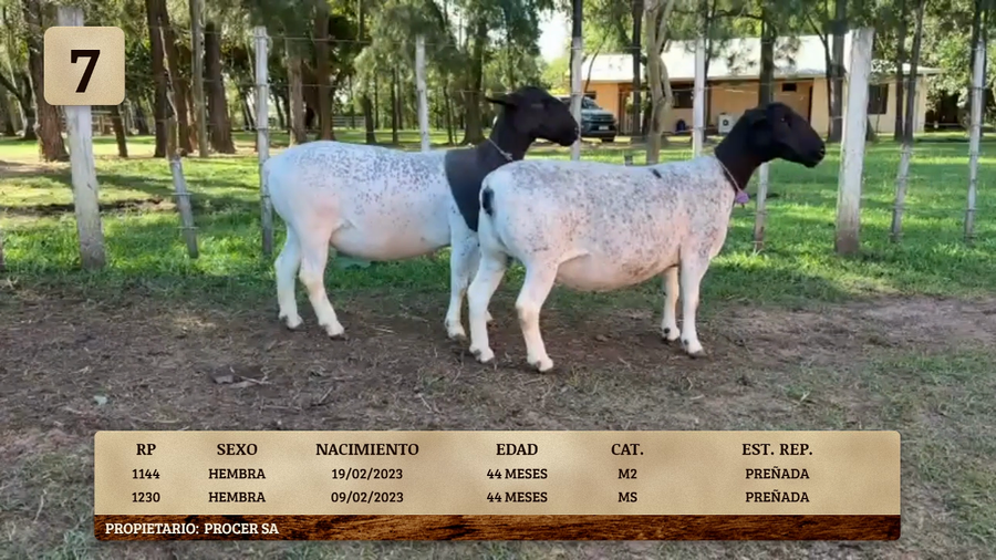 Lote LOTE 7