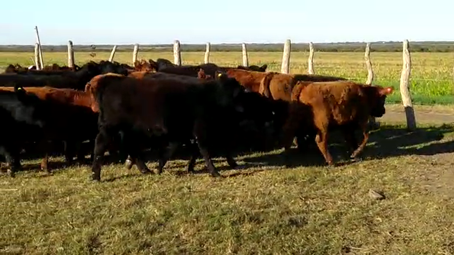 Lote 70 Terneros/as en Santa Elena, Entre Ríos