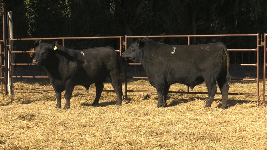 Lote TOROS PUROS DE PEDIGREE