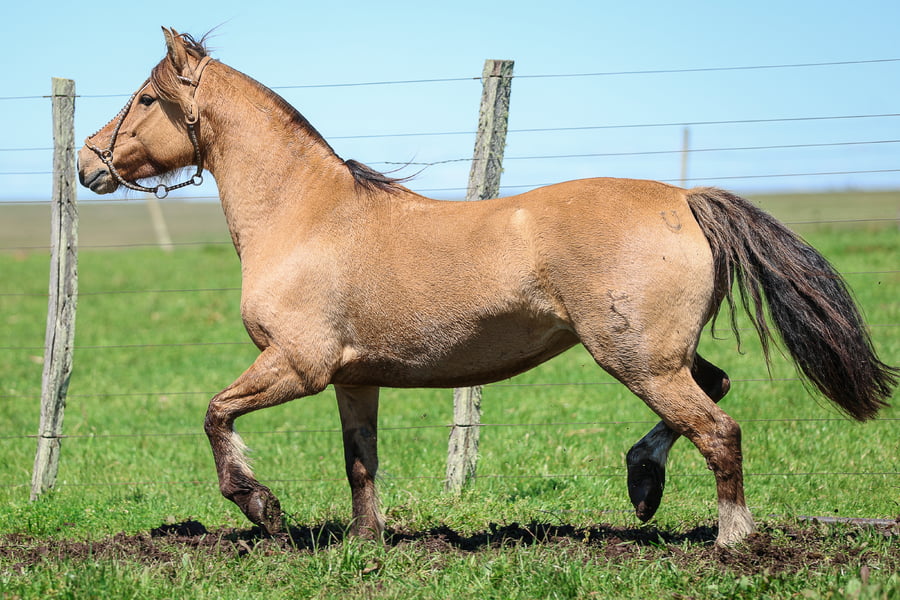 Lote SANTA INES BARAUNA