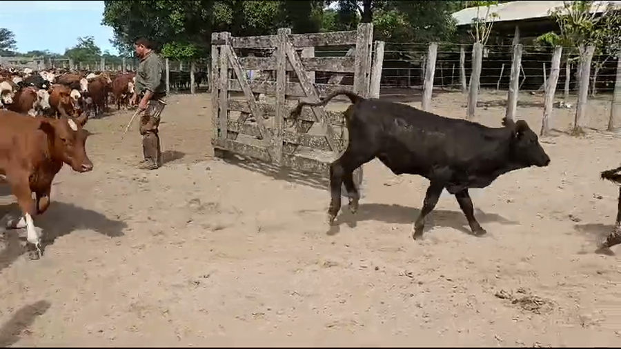Lote 104 Terneros/as
