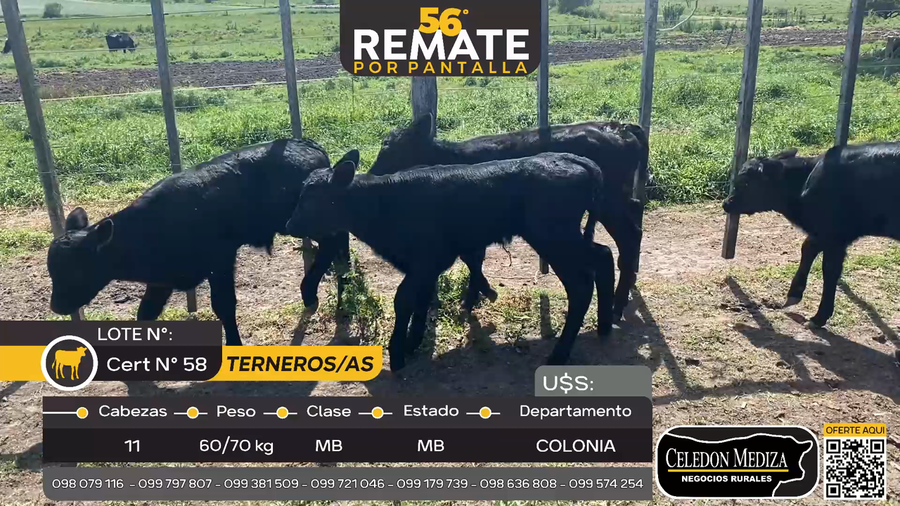 Lote 11 Terneros y Terneras en Radial Conchillas, Colonia