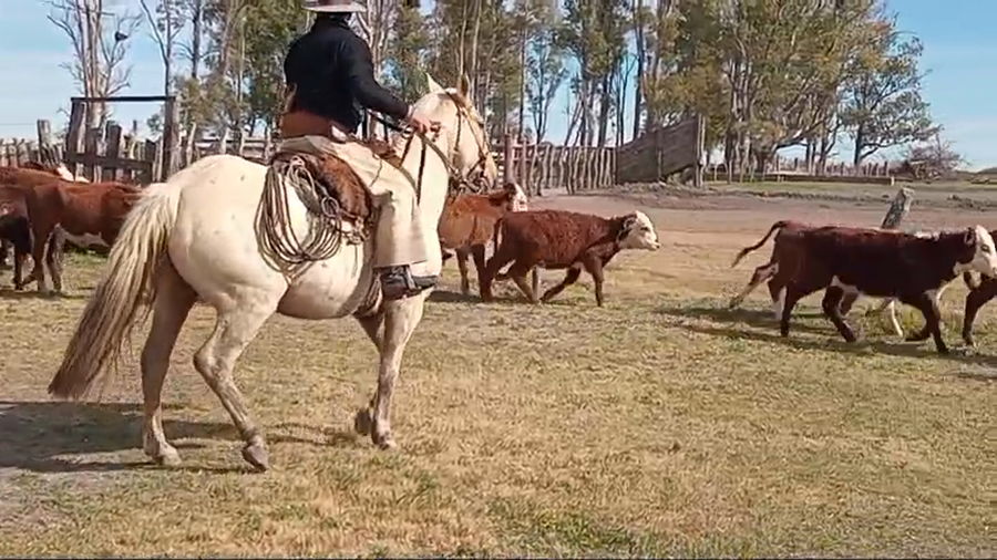 Lote 140 Terneras