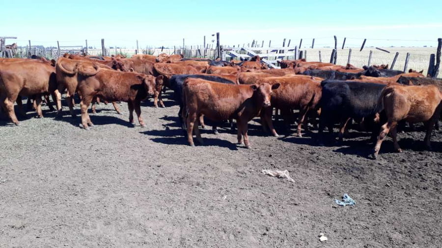 Lote 65 Terneras en Gral. Lamadrid, Buenos Aires