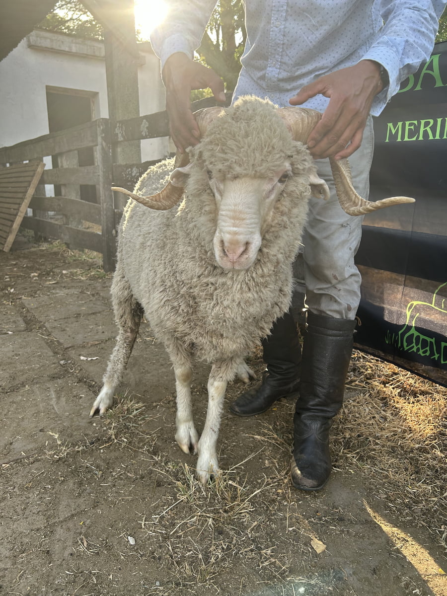Lote Borrego 2D (MO: Si)