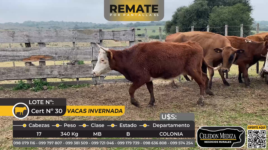 Lote 17 Vacas de invernada en Colonia