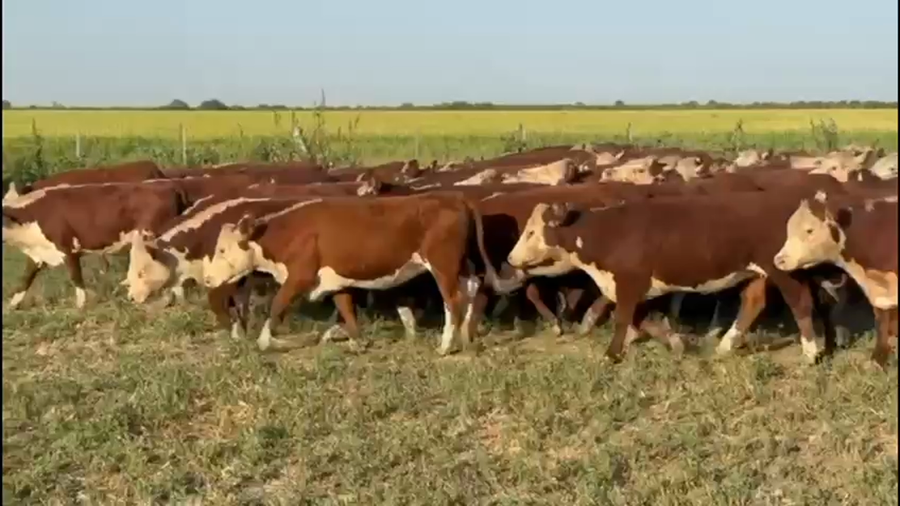 Lote 70 Terneras