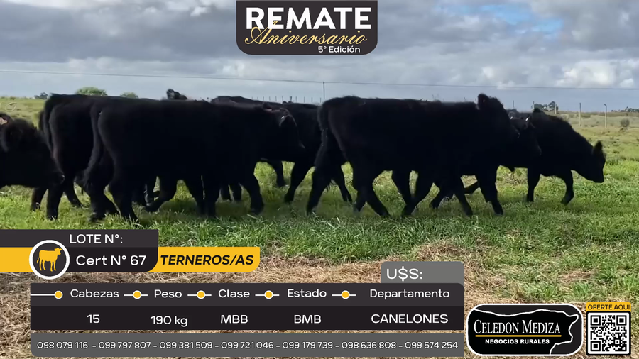 Lote 15 Terneros y Terneras en Los Cerrillos, Canelones
