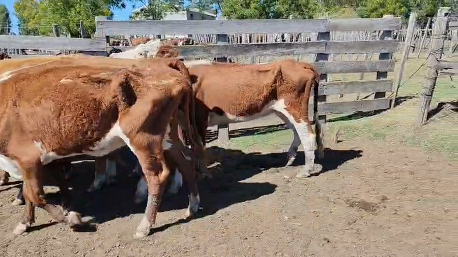 Lote 5 Vaca a remate en Pantalla Camy - Aniversario 31 Años, San José