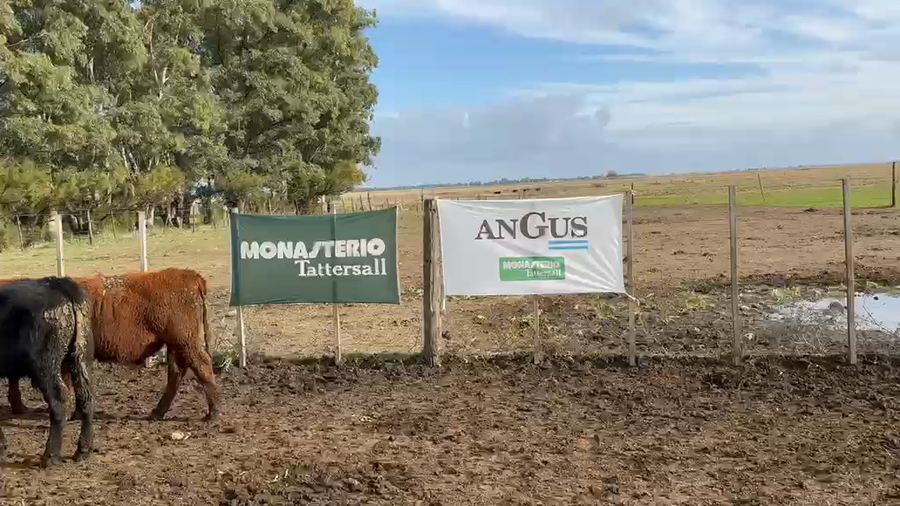 Lote 55 Terneros en Tres Arroyos