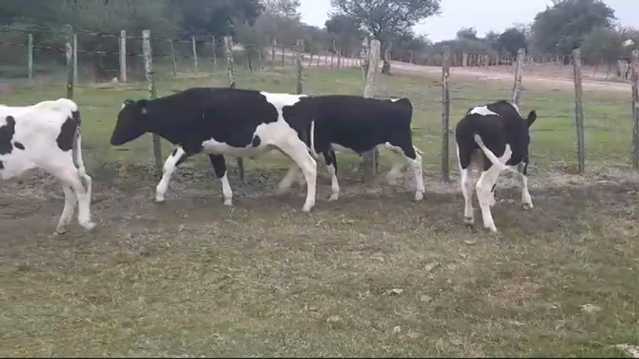 Lote (Vendido)5 Terneros Holando a remate en #45 Pantalla Carmelo  260kg -  en Dolores