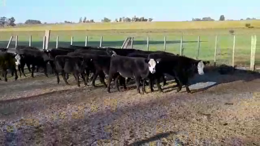 Lote TERNEROS