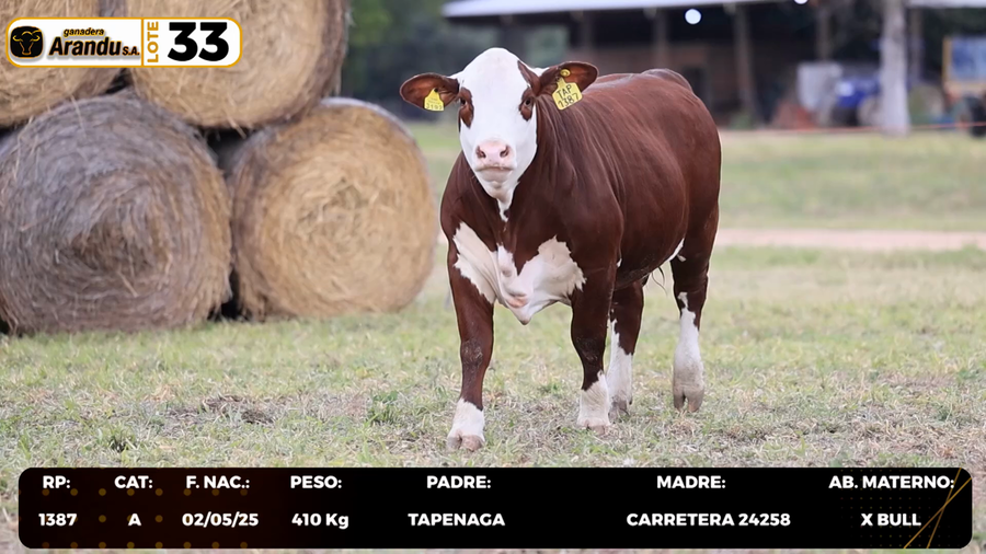 Lote LOTE 33