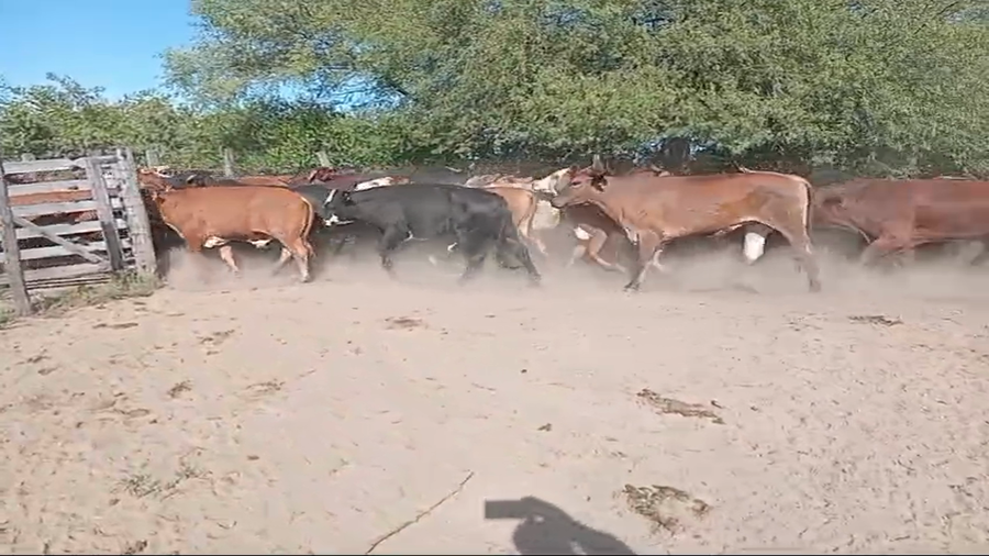 Lote 50 Novillos en Formosa, Gral. Manuel Belgrano