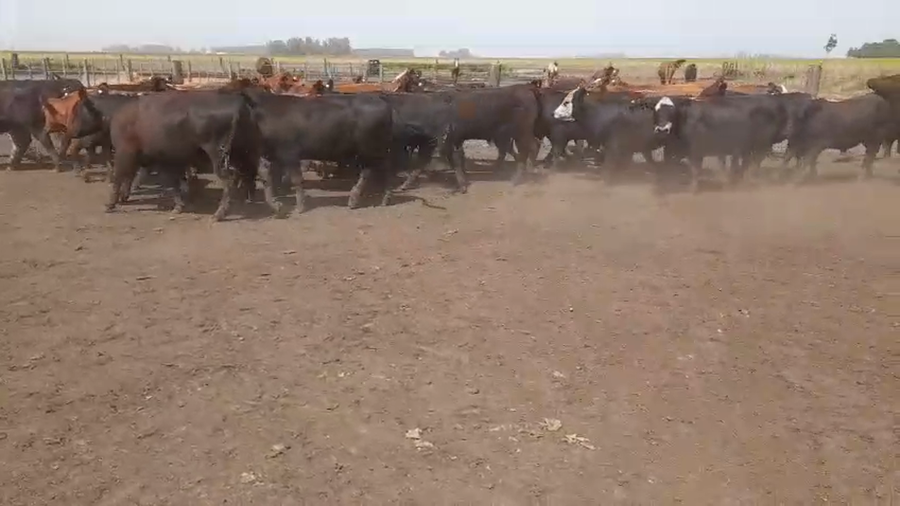 Lote 55 Novillitos