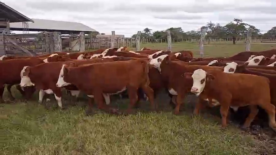 Lote 65 Terneros en Corrientes, Mercedes