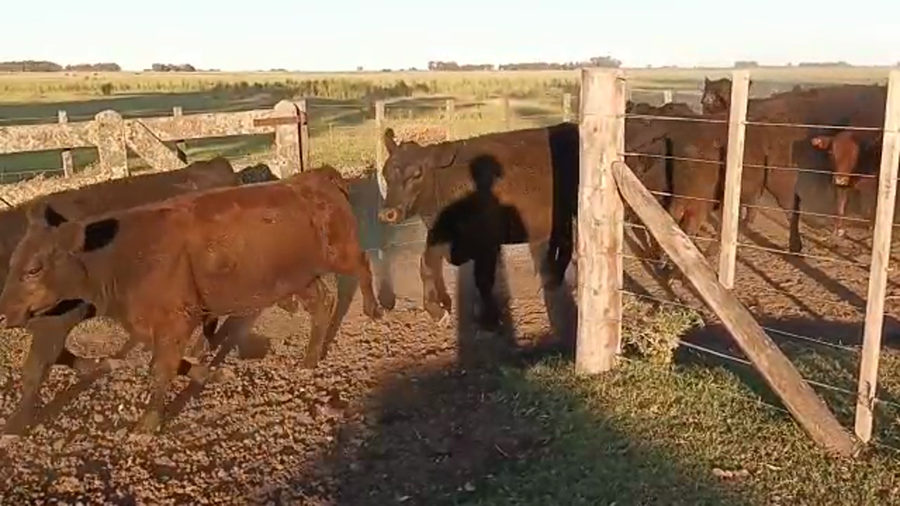Lote 50 Terneros en Buenos Aires, Las Flores