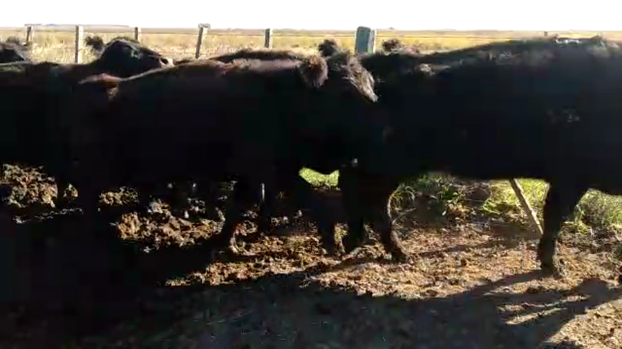 Lote 45 Vacas de invernar en Tapalqué, Buenos Aires