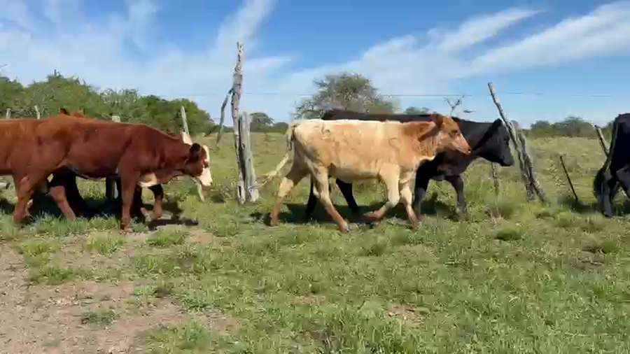Lote 42 Terneros/as