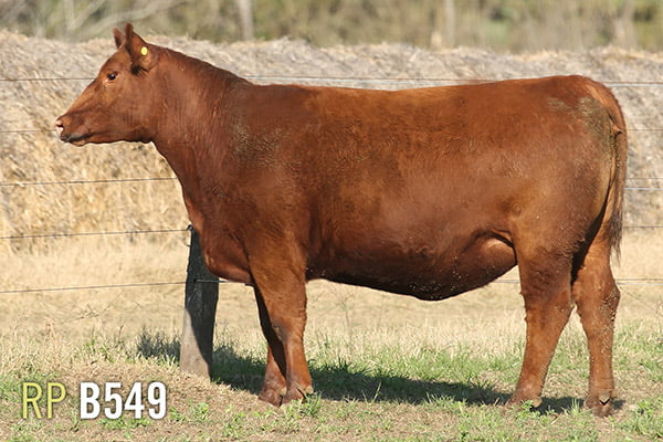 Lote 4 VAQUILLONAS PREÑADAS PURAS DE PEDIGREE