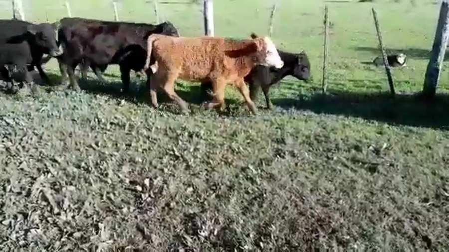 Lote 110 Terneros/as en Villaguay, Entre Ríos