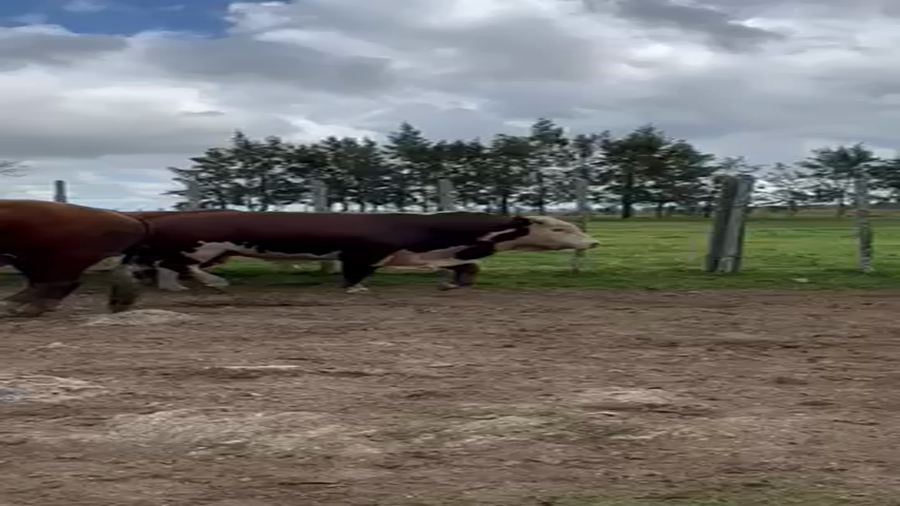Lote 7 Toros en Puntas del Parao, Treinta y Tres